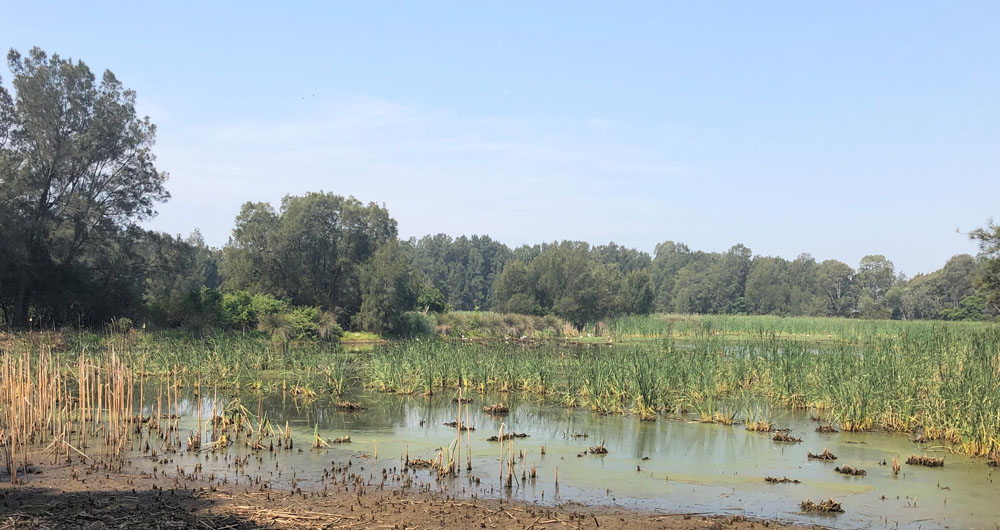 Clyde Terminal Wetlands